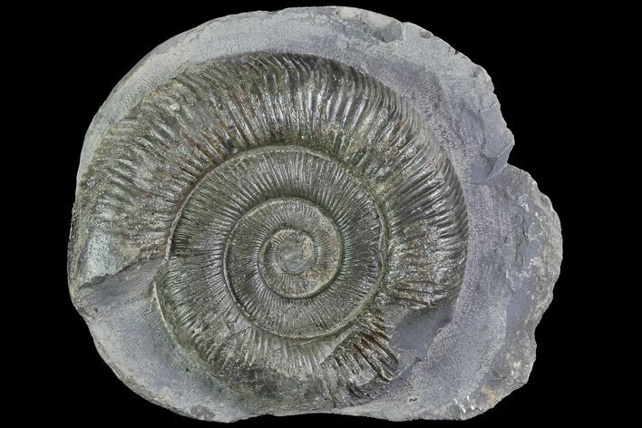 Dactylioceras Ammonite Fossil - England #84936